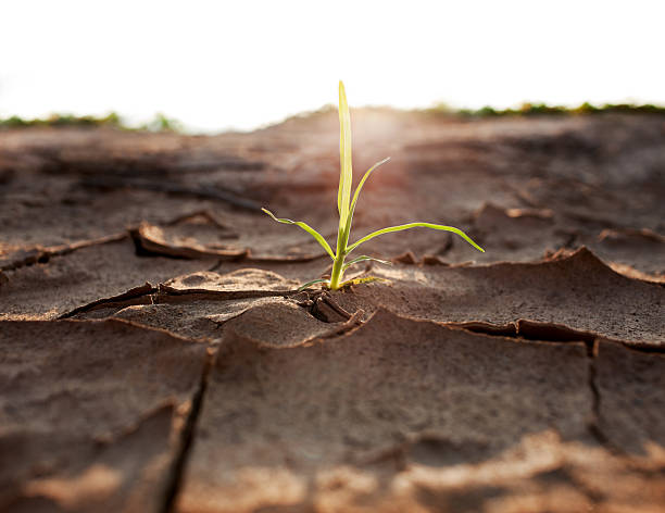 How a Warming Earth is Reshaping Our Minds, Bodies, and Brains